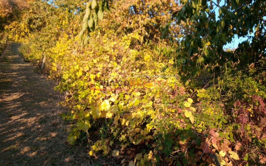 POZEMOK  – Zempl. Šírava Lúč lokalita Vinianka